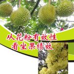 从花粉有效性看坐果绩效