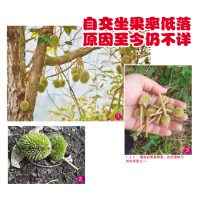 自交坐果率低落原因至今仍不详