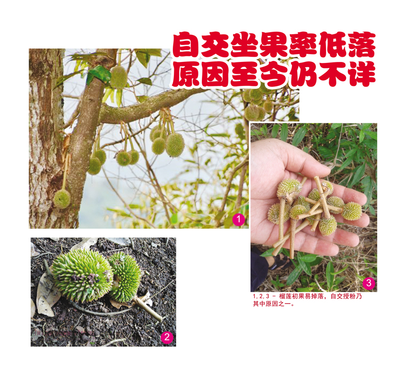 Read more about the article 自交坐果率低落原因至今仍不详