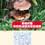 芽孢杆菌有拮抗油棕灵芝病潜能