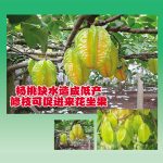 杨桃缺水造成低产 修枝可促进来花坐果