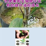 化肥兼用生物肥作业有助提升油棕成长