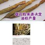 雄花粉来源决定油棕产量
