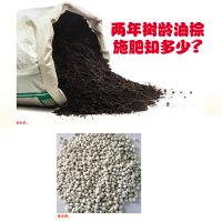 两年树龄油棕施肥知多少?