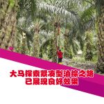 大马探索紧凑型油棕之路已展现良好效果