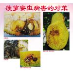 菠萝蜜虫病害的对策