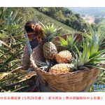 云南景谷:小菠萝铺就“甜蜜致富路”