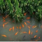 青田:“稻鱼共生”树全球典范