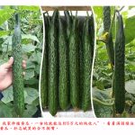 他通过种菜致富,年收入50多万元!他是怎么做到的?