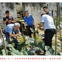 破解高山蔬菜种植难题他带领山区农户种菜致富