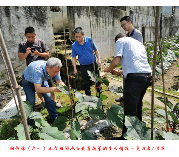 Read more about the article 破解高山蔬菜种植难题他带领山区农户种菜致富
