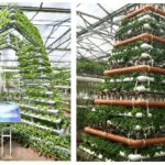 蔬菜种法商机 : 生菜种在管道里,十种管道栽培技术展示