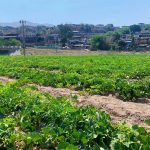 特色产业路结出“金蜜瓜” 舌尖上有了致富味道