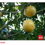 历经13年,热带果树黄晶果“安家”海南