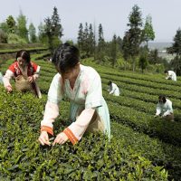 世界前10大茶葉進口地 香港排行全世界第五