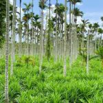 种植这种“东方香草”,致富不是梦
