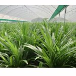 斑兰草的致富经:清香飘自南洋来 斑兰在海南的“进阶路”