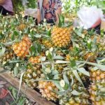 特色农产品如何变身“致富果”?