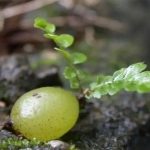 一种会下“凤凰蛋”的植物关键时刻还能救你的命!