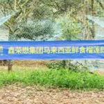 启幕中马果业新征程，鑫荣懋集团擎领马来西亚鲜食榴莲入华