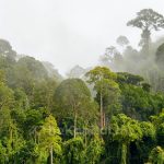 大马320万公顷森林面临被砍伐风险