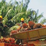 英国代表团莅临了解马来西亚棕榈油行业的可持续实践