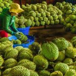 越南榴莲势不可挡出口仅两个月就创收逾 10 亿美元 !