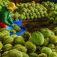 越南榴莲势不可挡出口仅两个月就创收逾 10 亿美元 !