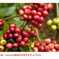 Robusta咖啡价格因供应短缺创下新高