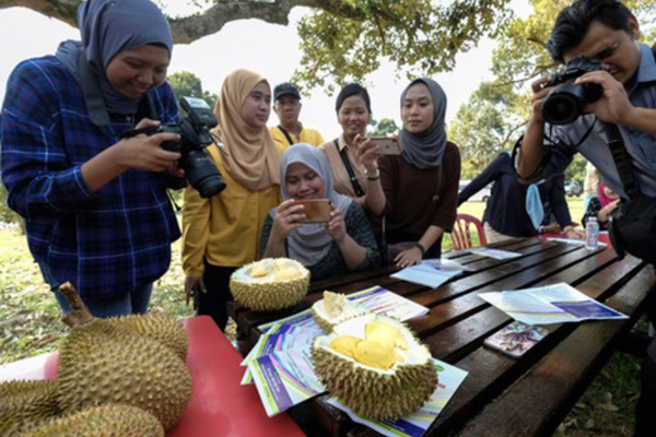 You are currently viewing Mardi 计划在江沙种植 219 种榴莲品种