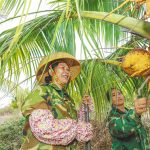 椰林里来了“特种兵”！屯昌嘉乐潭金椰种植园试点以胡蜂防治病虫害