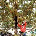 如果在乡村有一公顷榴莲园,为什么还要在城市里挣扎呢?一位越南人的看法