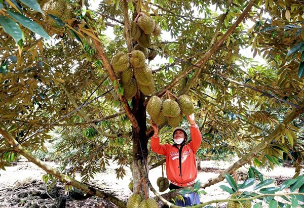 Read more about the article 如果在乡村有一公顷榴莲园，为什么还要在城市里挣扎呢？一位越南人的看法
