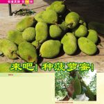 来吧!种菠萝蜜!