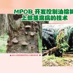 MPOB开发控制油棕树上部茎腐病的技术