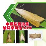 水稻钻茎虫害破坏率可达90%