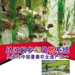 从江侗乡稻鱼鸭系统入选为中国重要农业遗产之一
