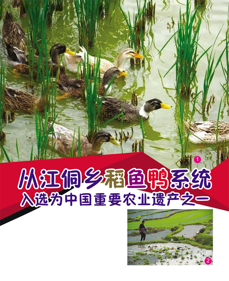 Read more about the article 从江侗乡稻鱼鸭系统入选为中国重要农业遗产之一
