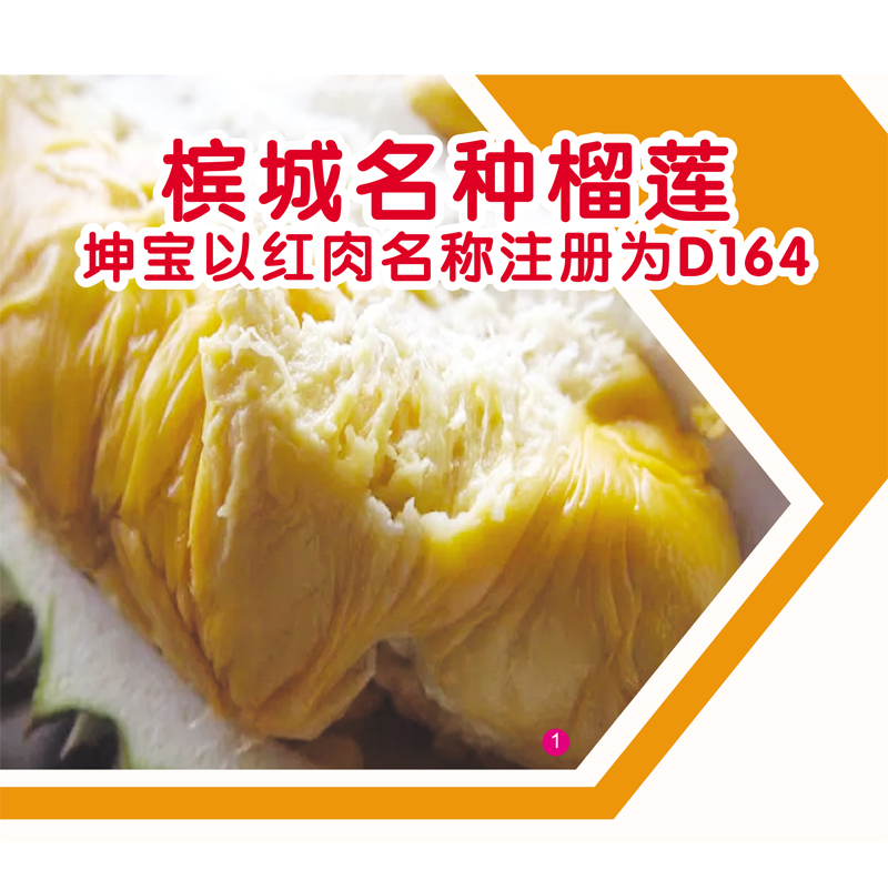 Read more about the article 槟城名种榴莲坤宝以红肉名称注册为D164