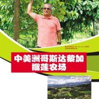 中美洲哥斯达黎加榴莲农场