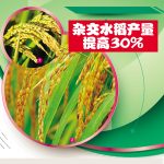 杂交水稻产量提高30%