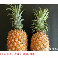 返乡大学生种凤梨年销2000万 秘密都藏在这个海南小村里