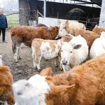 孙中林：养牛开启致富路