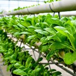 垂直农业未来已来把“农田”搬进大楼让农业回归城市