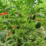 小西瓜“圆了”致富梦