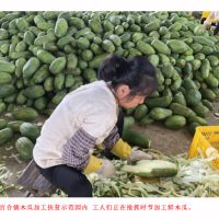 木瓜变“金瓜” 托起村民致富梦想