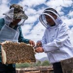山南“追花人”的养蜂事业 酿出乡村致富“蜜”