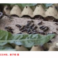 年产值800万！“00后”小伙靠养蟋蟀走上致富路