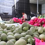 哈密瓜“抢鲜”上市 瓜农“甜蜜”致富