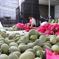 哈密瓜“抢鲜”上市 瓜农“甜蜜”致富